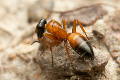 Opisthopsis rufithorax