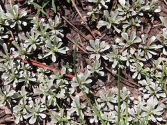 Antennaria parvifolia