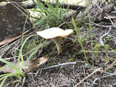 Infundibulicybe