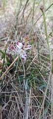 Lachenalia contaminata