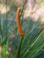 Xanthorrhoea minor lutea