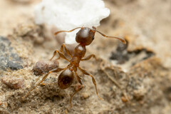 Pheidole