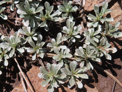 Antennaria parvifolia