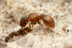Meranoplus