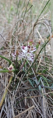 Lachenalia contaminata