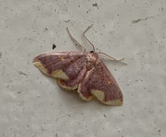 Lophosis labeculata