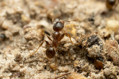 Pheidole