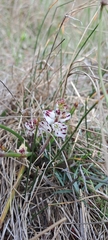 Lachenalia contaminata