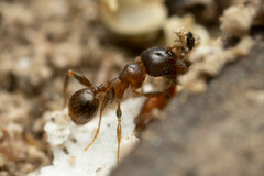 Pheidole