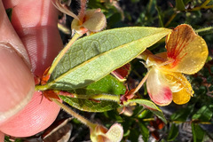 Platylobium parviflorum