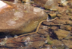 Fowlea flavipunctata