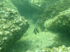 Heniochus diphreutes