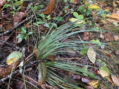 Xerophyllum asphodeloides