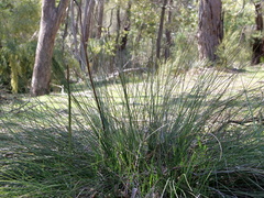 Xanthorrhoea minor lutea