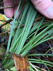 Xerophyllum asphodeloides
