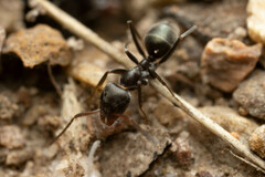 Iridomyrmex suchieri
