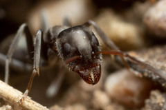 Iridomyrmex suchieri