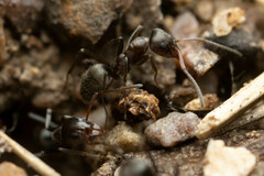 Iridomyrmex suchieri