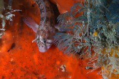 Parablennius tasmanianus