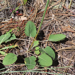 Eriogonum racemosum