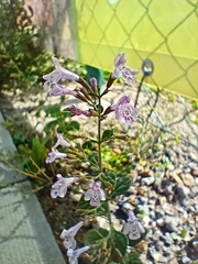 Lamiaceae