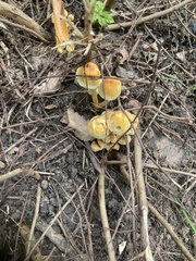 Hypholoma fasciculare