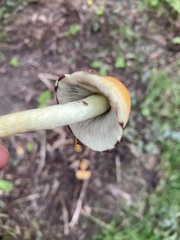 Hypholoma fasciculare