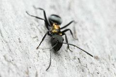 Polyrhachis ornata