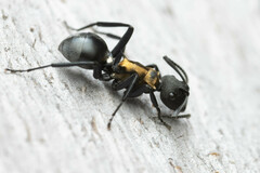 Polyrhachis ornata