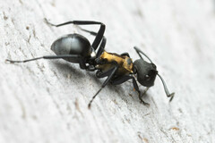 Polyrhachis ornata