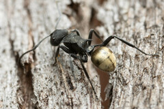 Polyrhachis erato