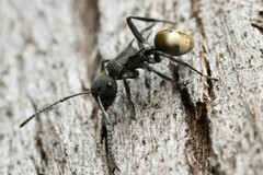 Polyrhachis erato