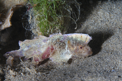 Aploactisoma milesii