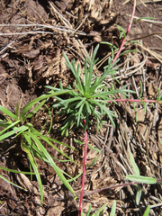 Ipomopsis multiflora