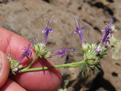 Ipomopsis multiflora