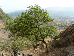 Bridelia retusa