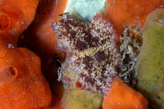 Thysanozoon brocchii