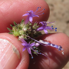 Ipomopsis multiflora