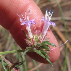 Ipomopsis multiflora