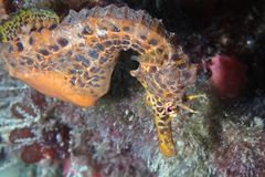 Hippocampus abdominalis
