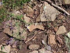 Ipomopsis multiflora