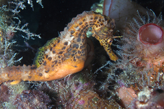 Hippocampus abdominalis