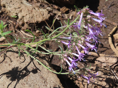 Ipomopsis multiflora