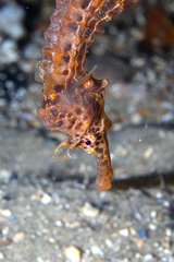 Hippocampus abdominalis