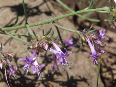 Ipomopsis multiflora