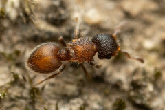 Meranoplus