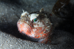 Maxillicosta scabriceps