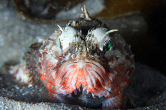 Maxillicosta scabriceps