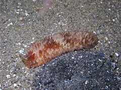 Thysanozoon brocchii