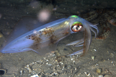 Sepioteuthis australis